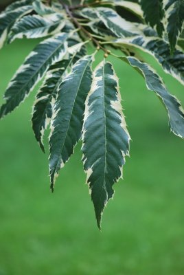 Castanea sativa 'Variegata' - kaštanovník jedlý - list
